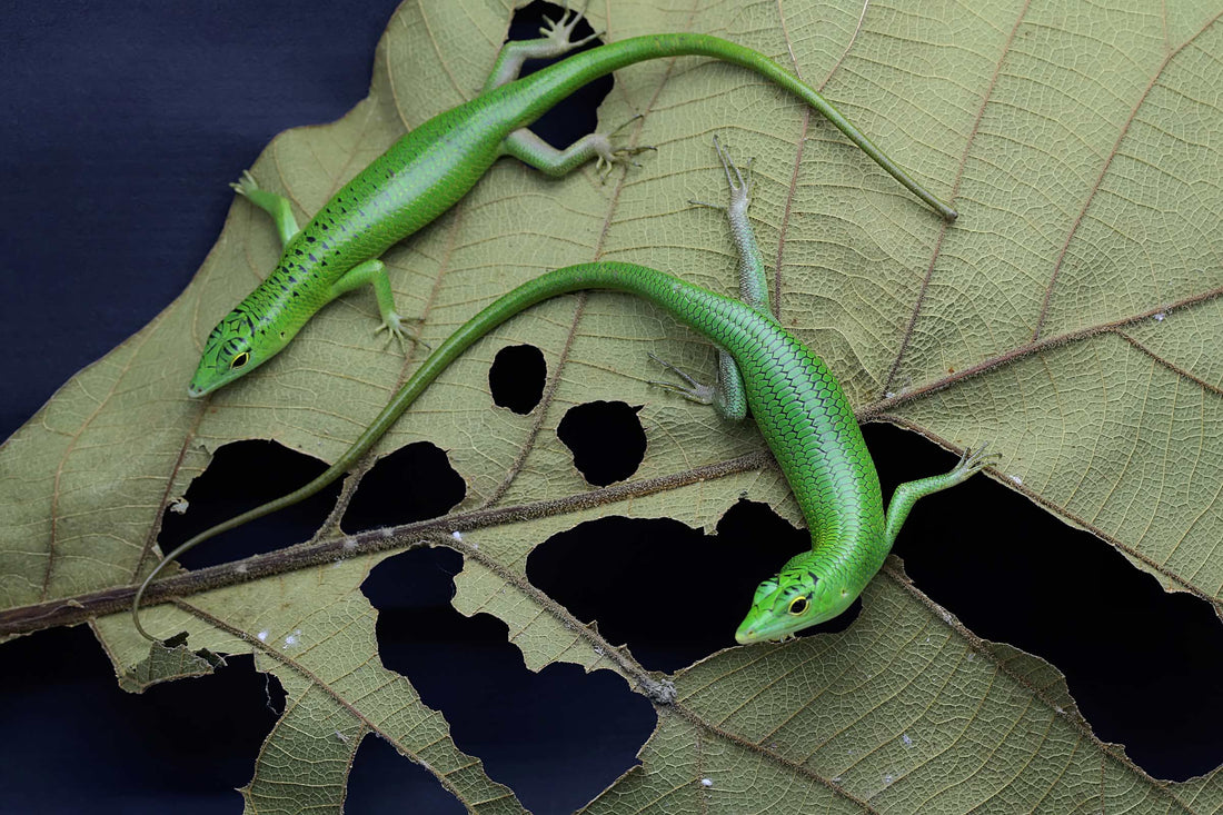 Emerald tree skink, Lamprolepis smaragdina
