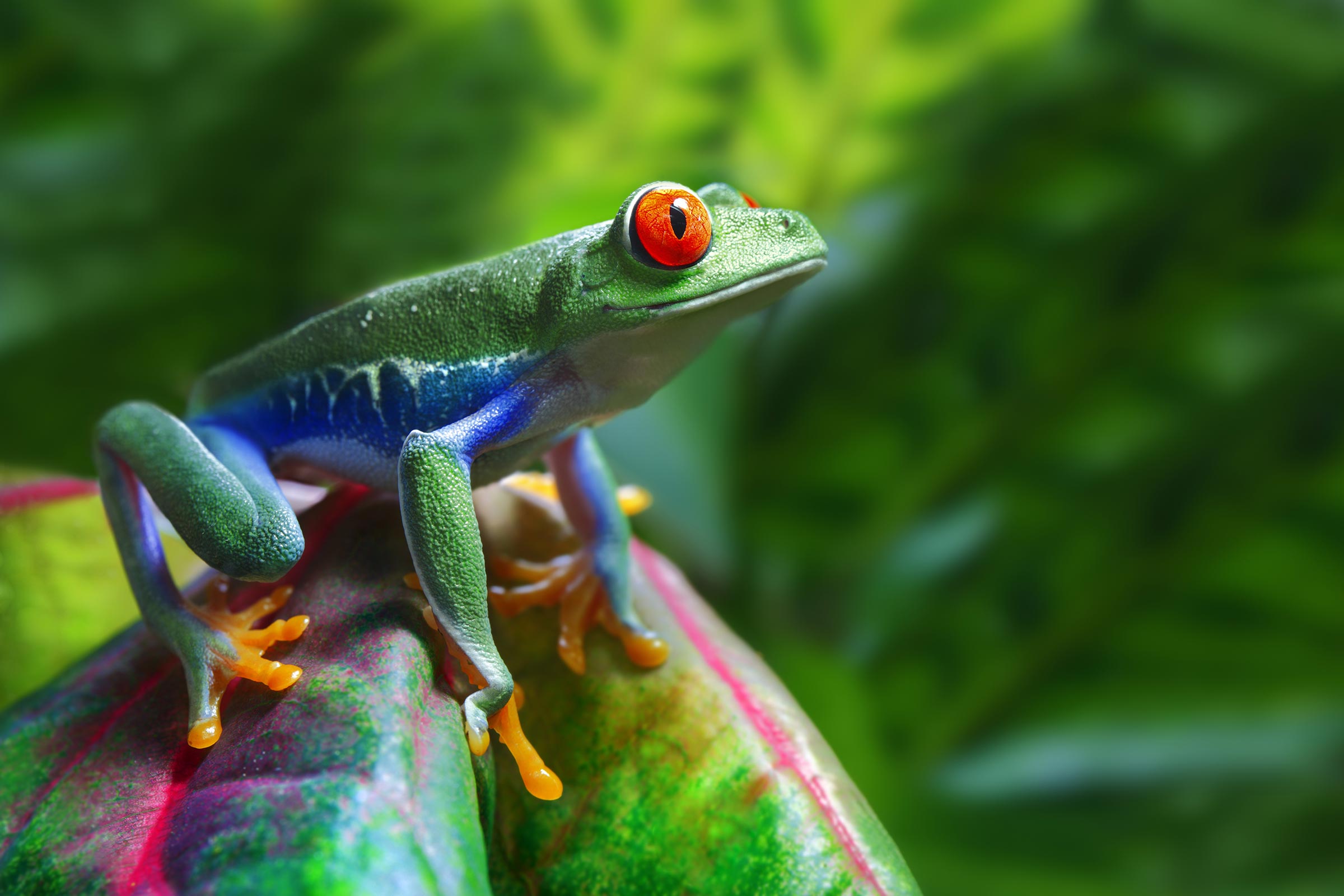 Red eyed Tree Frog Agalychnis Callidryas Leap Habitats red-eyed-tree-frog-agalychnis-callidryas-leap-habitats