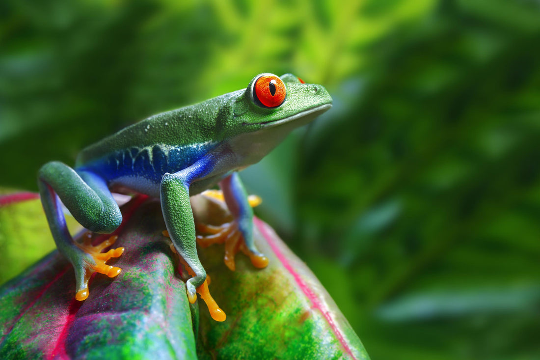 Red-eyed tree frog, Agalychnis callidryas