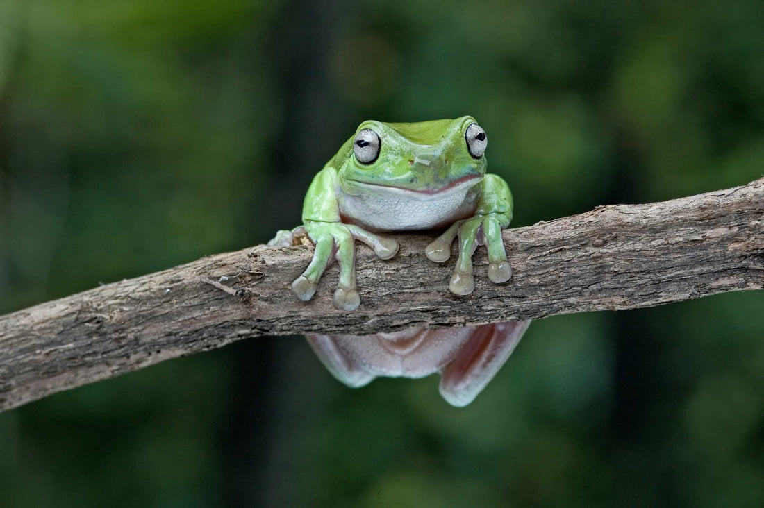 White’s tree frog, Litoria caerulea