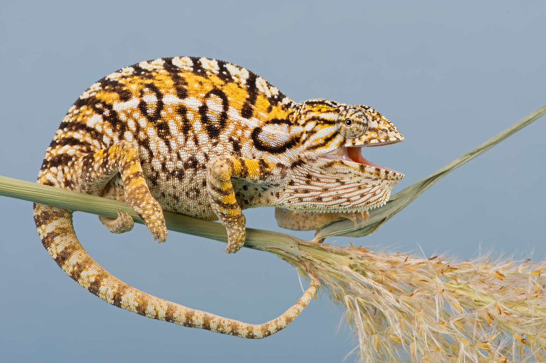 Carpet chameleon, Furcifer lateralis