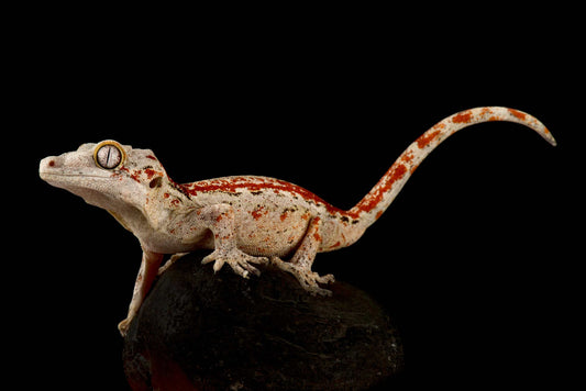 Gargoyle Gecko, Rhacodactylus auriculatus