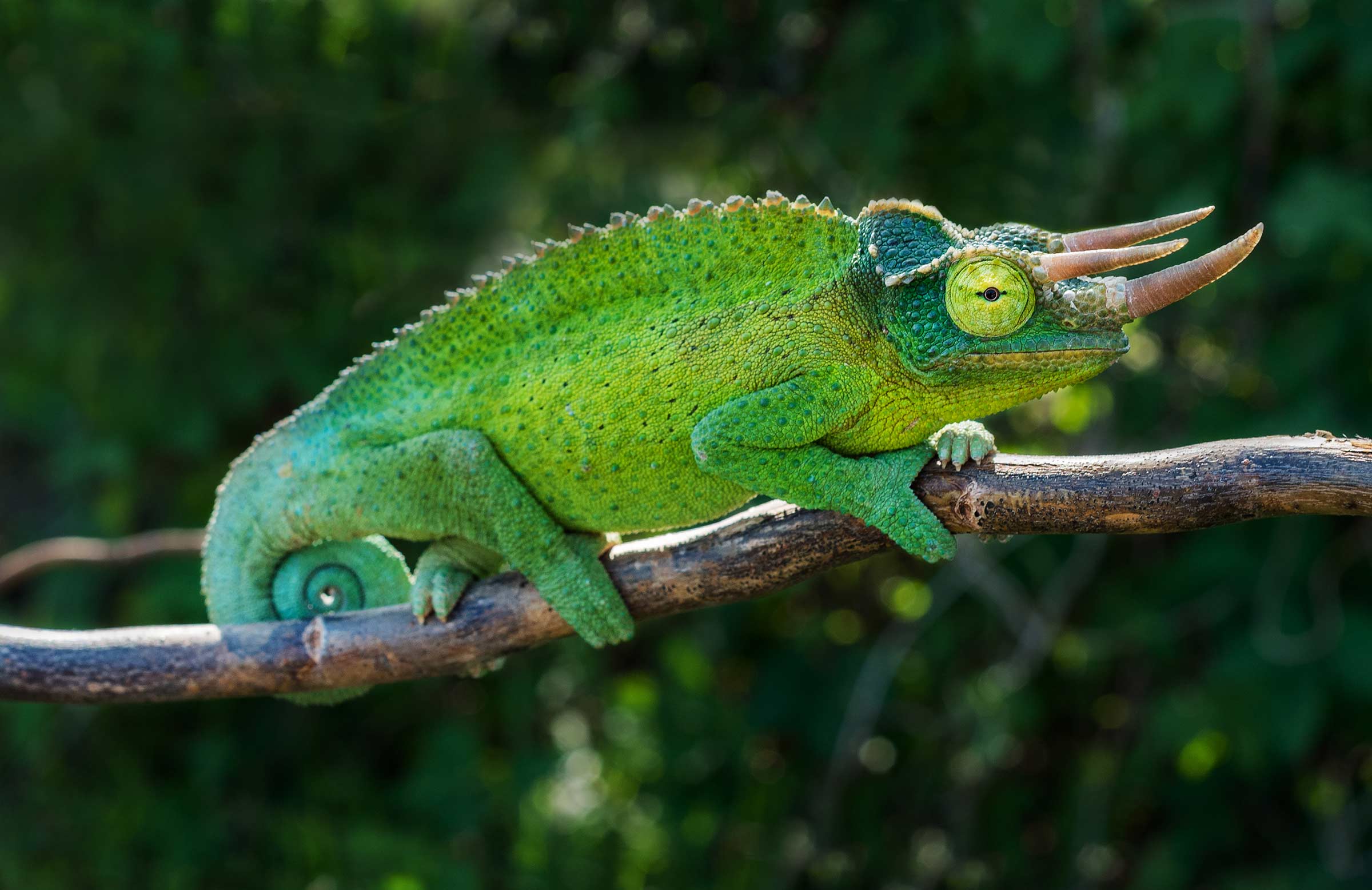 Jackson's Chameleon