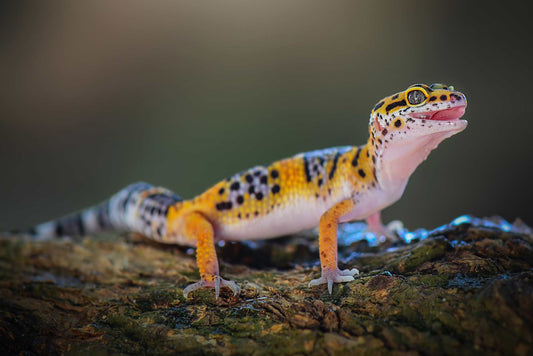 Leopard Gecko, Eublepharis macularius