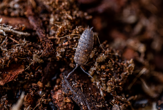 Living Earth Substrate – Leap Habitats